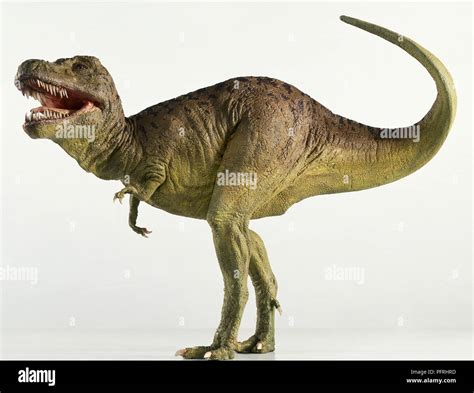 Tyrannosaurus Rex Side View Stock Photo Alamy