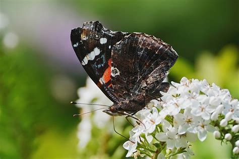 At The Dundas Urquhart Butterfly Garden Sony Alpha Nex E Mount Aps