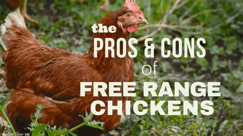 The Pros And Cons Of Free Range Chickens The Free Range Life