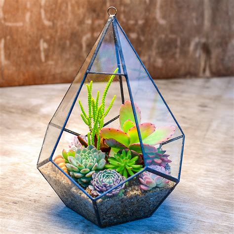 Gem Glass Terrarium Kit Surreal Succulents