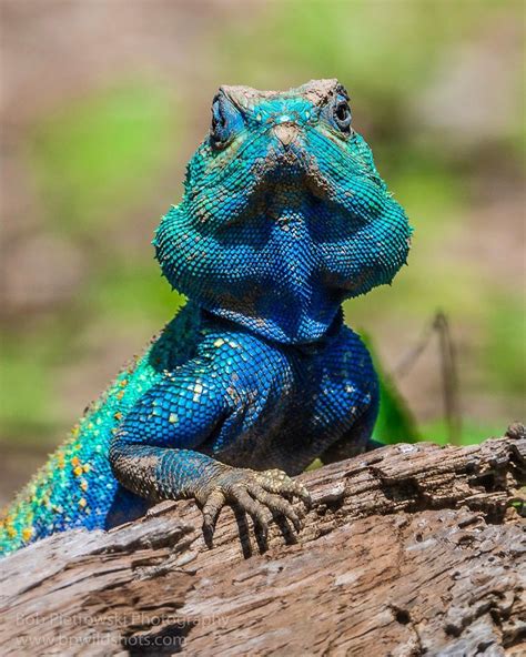 Bob Pietrowski On Instagram “a Blue Headed Tree Agama Looks