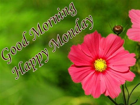 Happy Monday Good Morning Wishes With Flowers Monday Good Morning