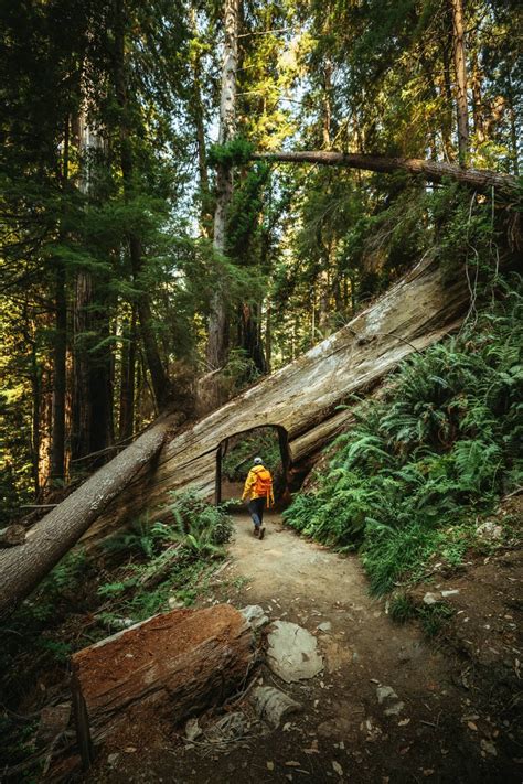 10 Awe Inspiring Things To Do In Redwood National Park The Mandagies California Travel Road