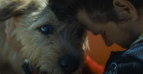 Trailer For Arthur The King True Dog Story Starring Mark Wahlberg