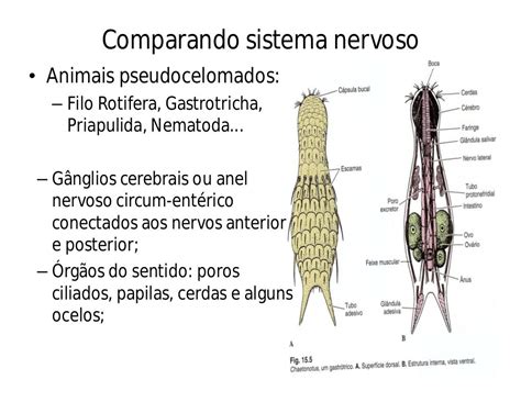 Morfofisiologia Sistema Nervoso