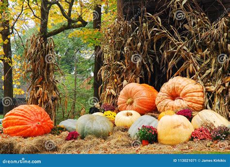 Autumn Pumpkin And Corn Stalk Decor Stock Image Image Of Foliage