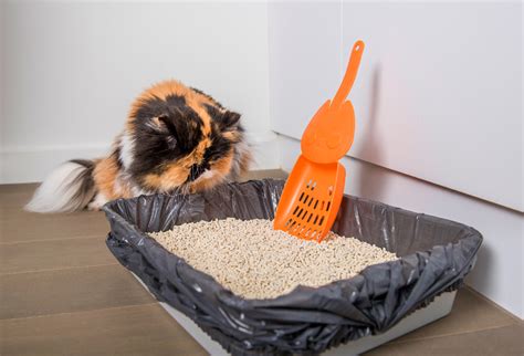 Can Dogs Use Litter Boxes