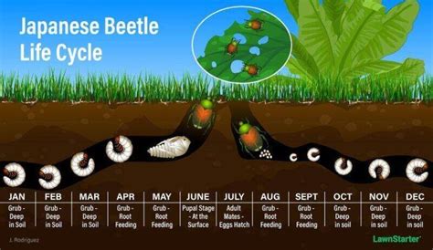 Lawn Grubs How And When To Kill Them