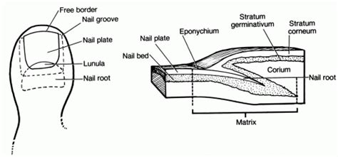 Toenail Anatomy Diagram