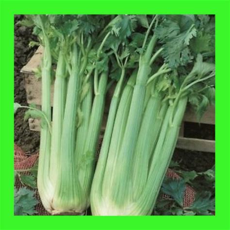 Celery Green Pascal Heritage Organic Open Pollinated Seeds