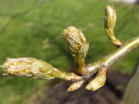 Pin Oak Buds I Reckon This Means Its Time To Plant The Co