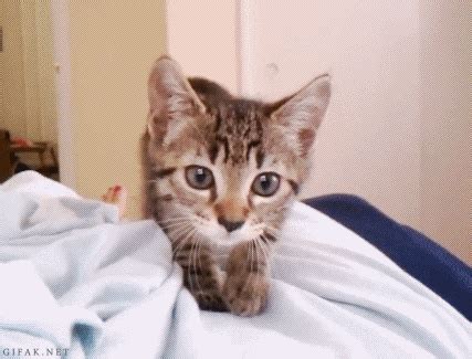 He still has not eaten, except a small piece of chicken and. It's Caturday! Muffin Top Cat and more... - Cats vs Cancer