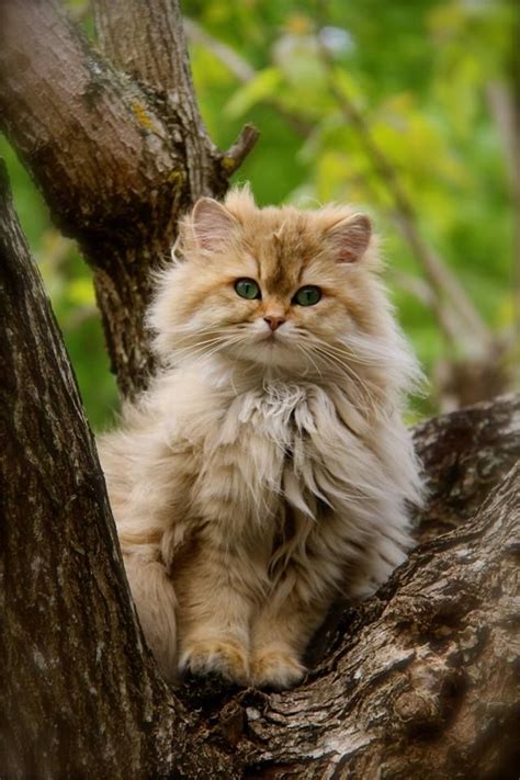 As well as being sturdy little felines do check that the breeder is properly registered before you buy. British Longhair - Black Golden Ticked - #cat #chat # ...