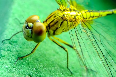 Free Images Hair Window Fly Green Reflection Insect Small