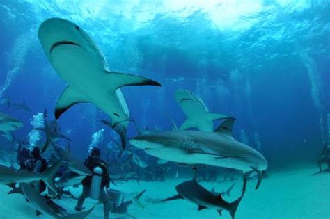 The Bahamas Underwater Top Dive Sites