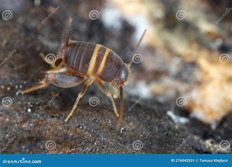 Ant Cricket Myrmecophilous Cricket Ant S Nest Cricket Myrmecophilus