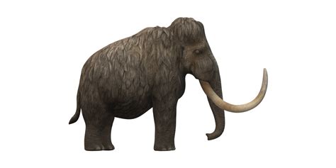 Woolly Mammoth Isolated On A Transparent Background 24063802 Png