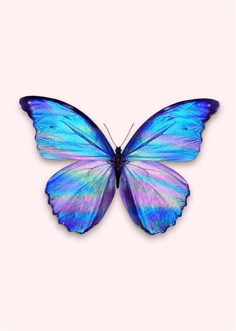 Blue Butterfly Discover Holographic Butterfly Art Print By Jonasloose