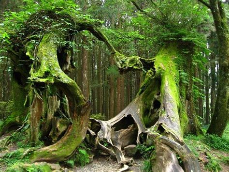 The Worlds Scariest Forests Hoia Baciu Transylvania Romania