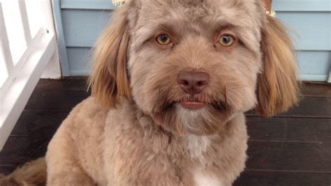 Yogi A Dog With A Human Looking Face Sends Internet Into Frenzy