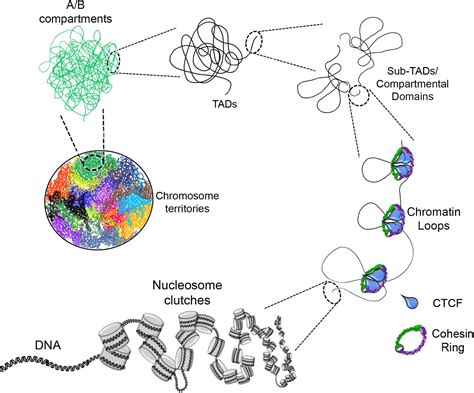 Frontiers Chromatin Remodelers In The D Nuclear Compartment