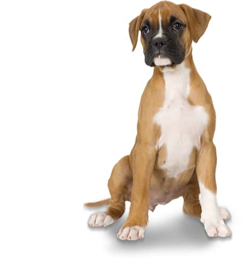 Download Free Boxer Young Dog Free Download Png Hd Icon Favicon
