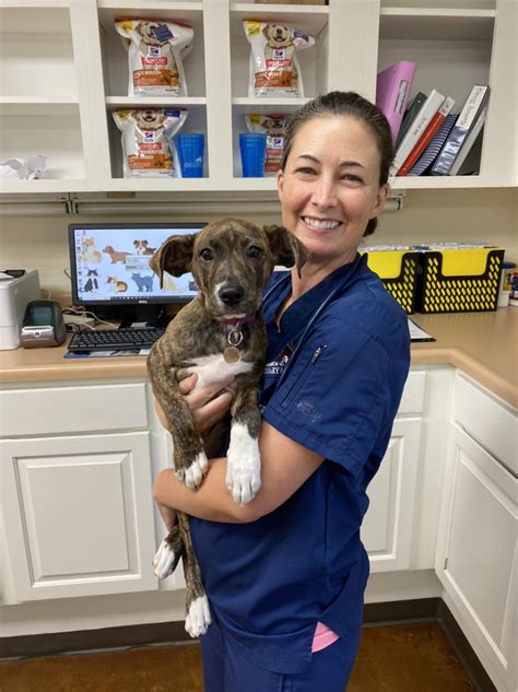 Meet Jojo The Newest Spring Branch Veterinary Hospital