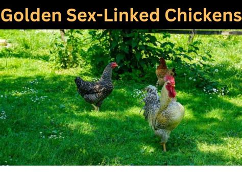 Golden Sex Linked Chickens Vets Guideline Zpoultry