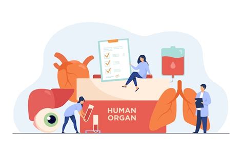 Conceito De Doação De órgãos Recipiente Com Texto De órgão Humano