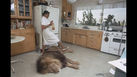 Unbelievable Living With Lions And Tigers At Home As A Best Friends