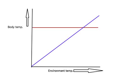Thermoregulation Diagram Quizlet