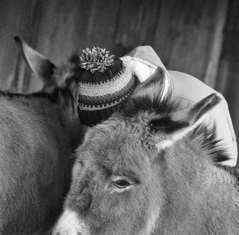 Maria And The Donkeys Talking To Animals Bedlam Farm