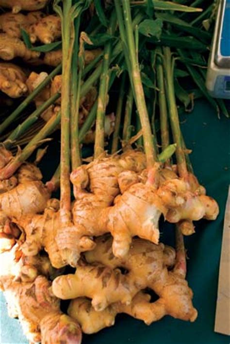 How to plant, grow and harvest ginger at home (outdoors and indoors). Ginger | plant | Britannica.com