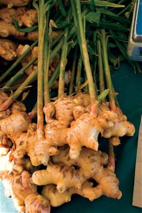 What is the definition of stem modification? Ginger | plant | Britannica.com