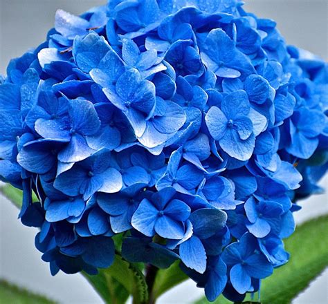 Hydrangea Beautiful Flowers Blue Hydrangea Blue Hydrangea Bouquet