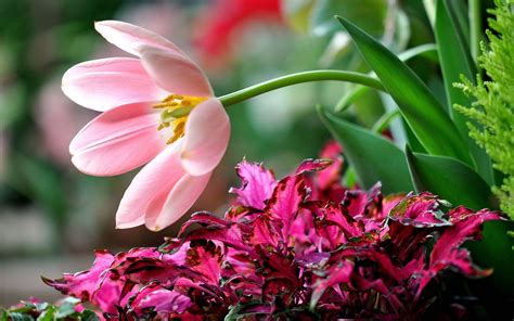 20 Perfect Hd Flower Wallpaper Pink You Can Use It Free Of Charge