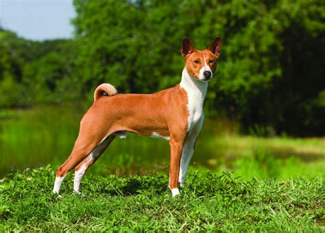 35 History Of Basenji Dog Picture Codepromos