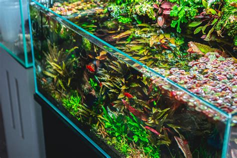 How To Cycle A Planted Aquarium Buce Plant