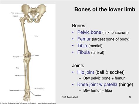 Human Lower Leg Bone
