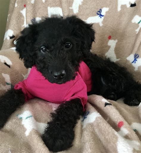 The price is $2,500 a puppy which. Labradoodle Puppies For Sale | Benton Harbor, MI #289626