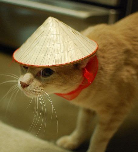 Cat In An Asian Straw Hat Cute Baby Animals Calming Cat Hats
