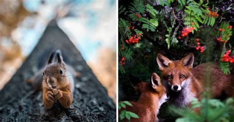 Photographer Shoots Finnish Forest Animals Like Theyre Professional Models
