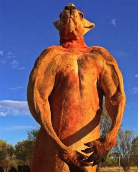 You should replace foods high in saturated fats with foods high in monounsaturated and/or polyunsaturate fats. Meet Roger The Awesome Kangaroo That Looks Like A Body ...
