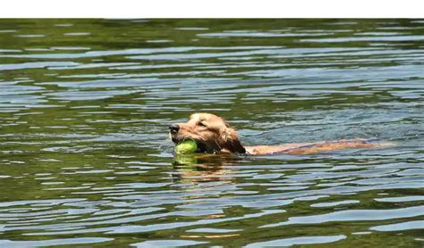 Can Golden Retrievers Naturally Swim All You Need To Know Howtoanimal