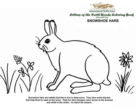 Some of the coloring page names are hare coloring arctic hare coloring nowshoe hare pictures hare pictures, grateful dead cornell tags coloring snowshoe baby raptor historiasdesobedientes, jackrabbit coloring kidsuki, snowshoe coloring at colorings to and color, lego unikitty coloring tags show snowshoe godzilla. Coloring Book | International Wolf Center