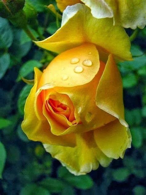 Drops Of Water On A Yellow Rose Beautiful Rose Flowers Azalea Flower
