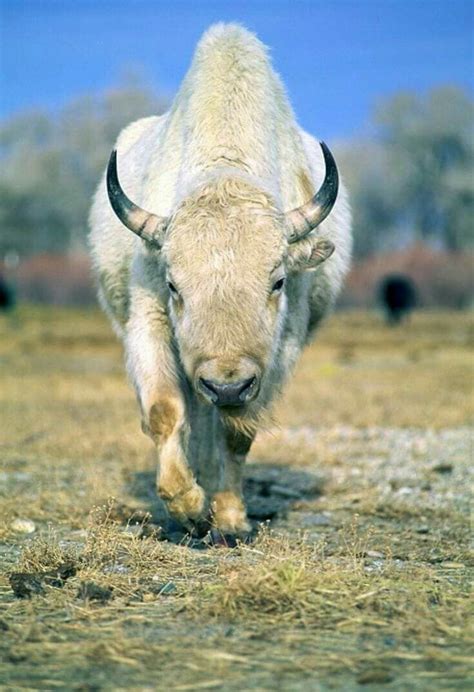 The White Bison Buffalo Animal Albino Animals American Animals