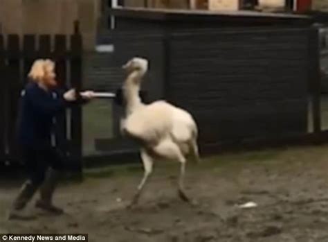 Lancashire Mother Defends Herself From Giant Bird With A Shovel Daily Mail Online