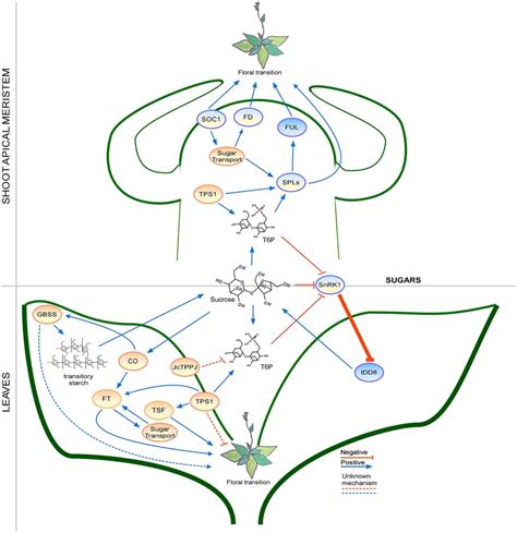 Regulation Of The Floral Transition By The Sugar Signaling Pathway In