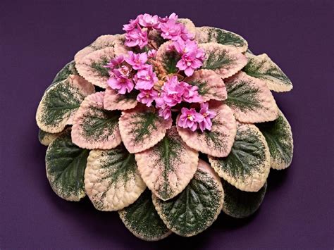 Maybe you would like to learn more about one of these? African Violet Varieties | HGTV